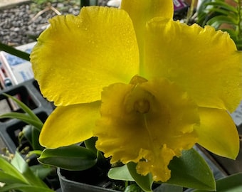 Cattleya Alliance "Rlc. Haadyai Delight X Lc. Loog Tone x Rlc Thongsupan"