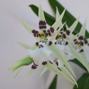 Miltassia Phoenix Rising ‘White Light’ Comes in 4" Pot