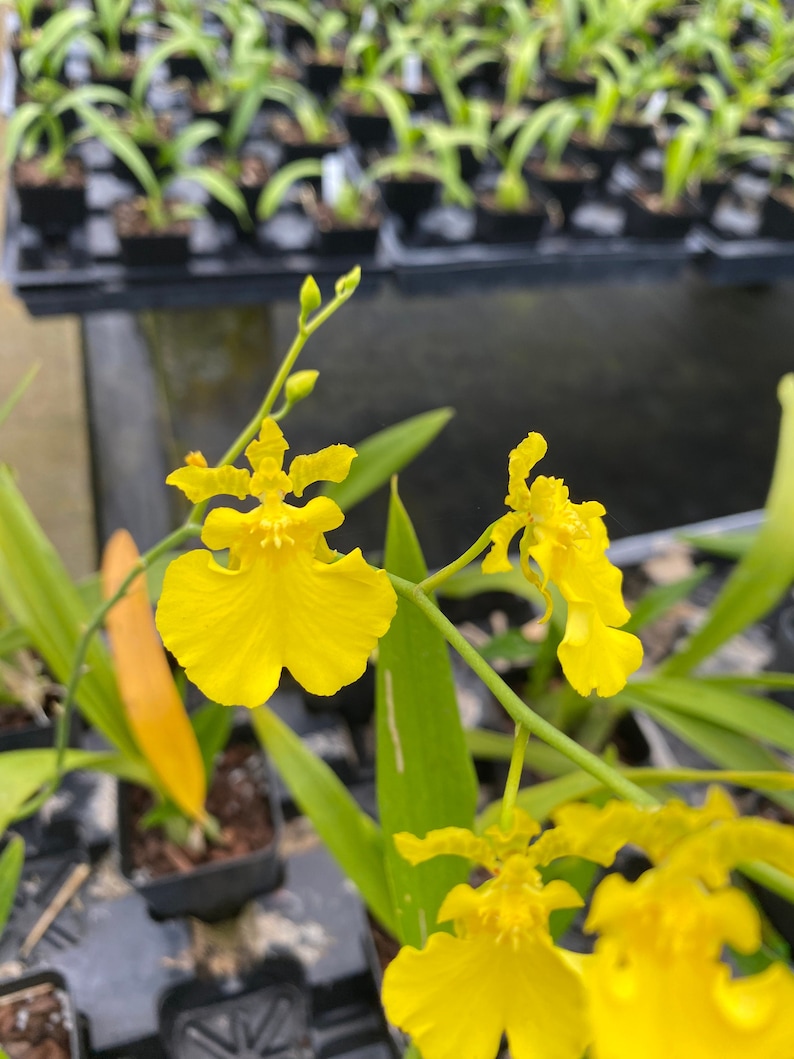 Oncidium Dancing-lady Blooming Size Orchid - Yellow