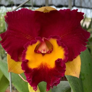 Rlc Cattleya Lady Gaga Orchid Comes in 4&quot; Pot