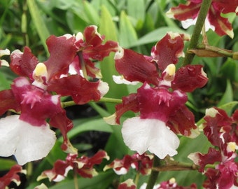 Oncidium Aka Baby 'Raspberry Chocolate' Comes in 4" Pot