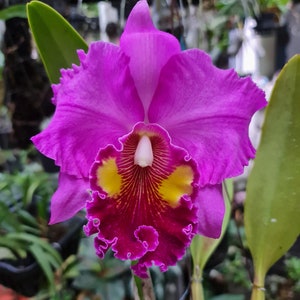 Rhyncholaeliocattleya Thongsupan x Rlc Sriprathum Pink 2" Pot