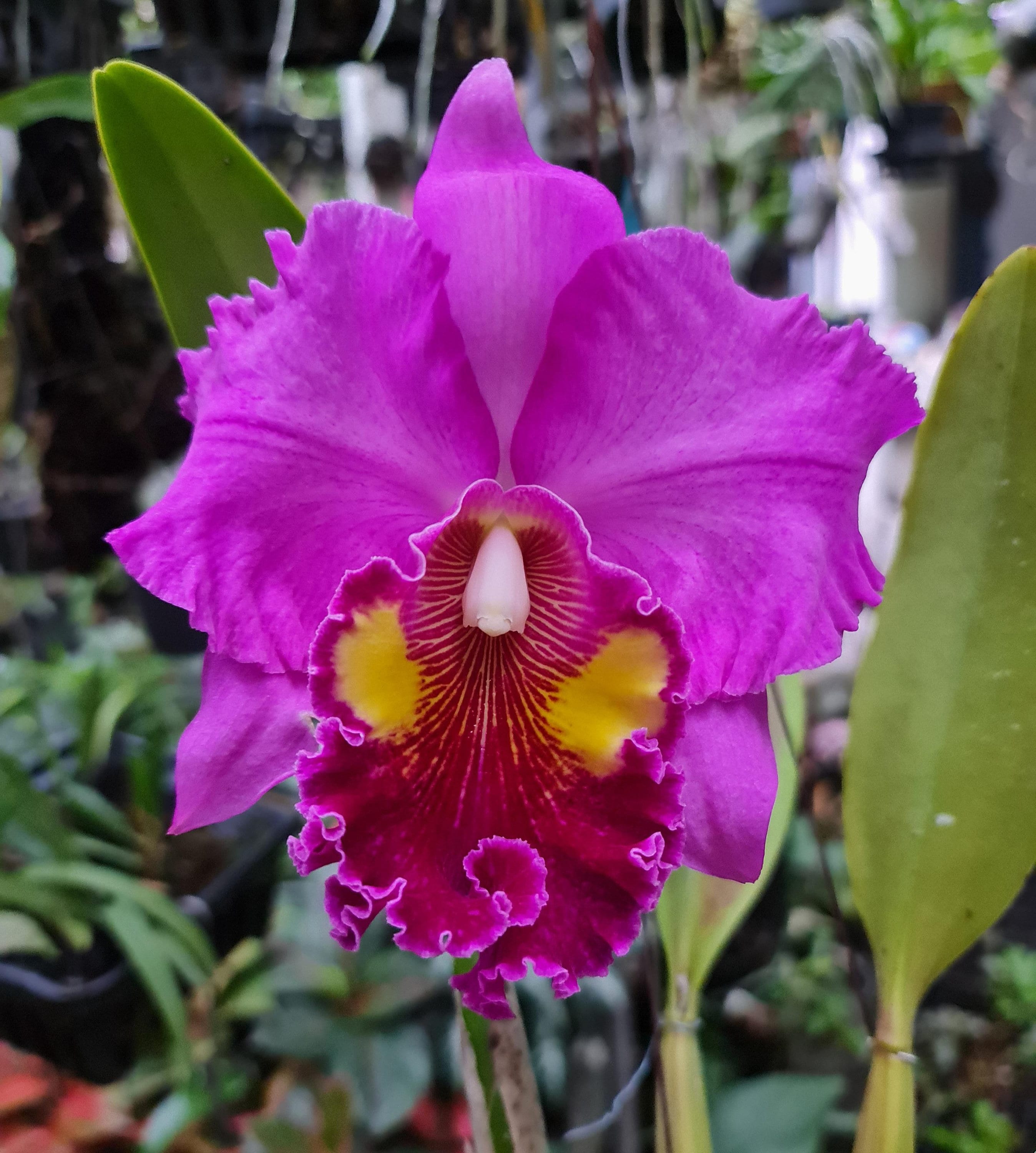 Rhyncholaeliocattleya Thongsupan X Rlc Sriprathum Pink 4