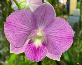 Den. Doreen Candy Stripe 2" Pot From Hawaii