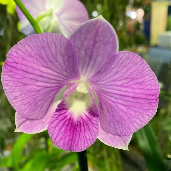 Den. Doreen Candy Stripe 2" Pot From Hawaii