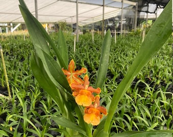 Oncidium Catatante Fragrant Orchid 'Pacific Sunspots' Live plant Blooming size Flower Plant | Free Shipping From Hawaii