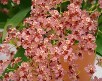 Oncidium Twinkle ‘Pink Profusion’ Orchid Blooming Size Free Shipping from Hawaii | Comes in a 2" Pot