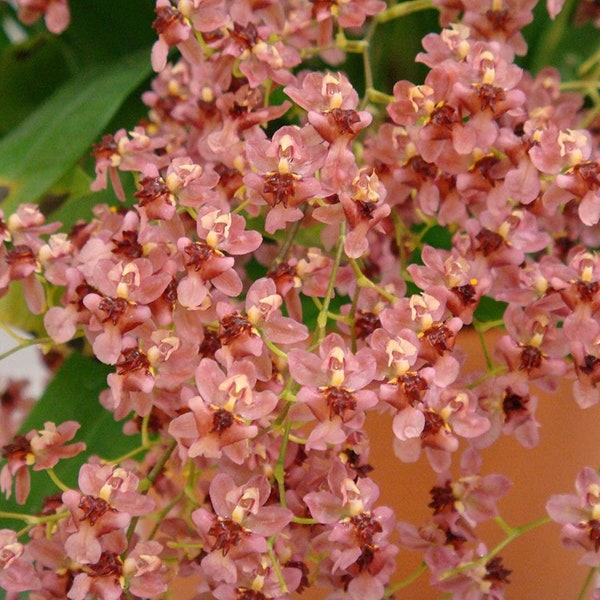 Oncidium Twinkle ‘Pink Profusion’ Orchid Blooming Size Free Shipping from Hawaii | Comes in a 2" Pot