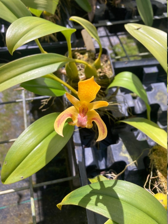 Orquídea Bulbophyllum Claptonense Planta viva en maceta de 4 - Etsy España