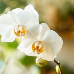 White Phalaenopsis Orchid Orchidaceae Blooming size From Hawaii