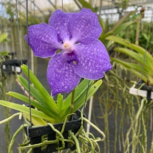 Live Orchid Vanda Flower Plant from Hawaii Exotic Blue/Purple/Pink/Red Flower Free Shipping in a Hanging Basket from Hawaii image 1