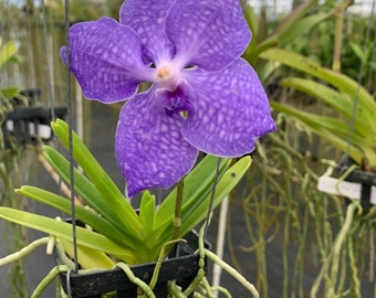 Live Orchid Vanda Flower Plant from Hawaii | Exotic Blue/Purple/Pink/Red Flower | Free Shipping in a Hanging Basket from Hawaii