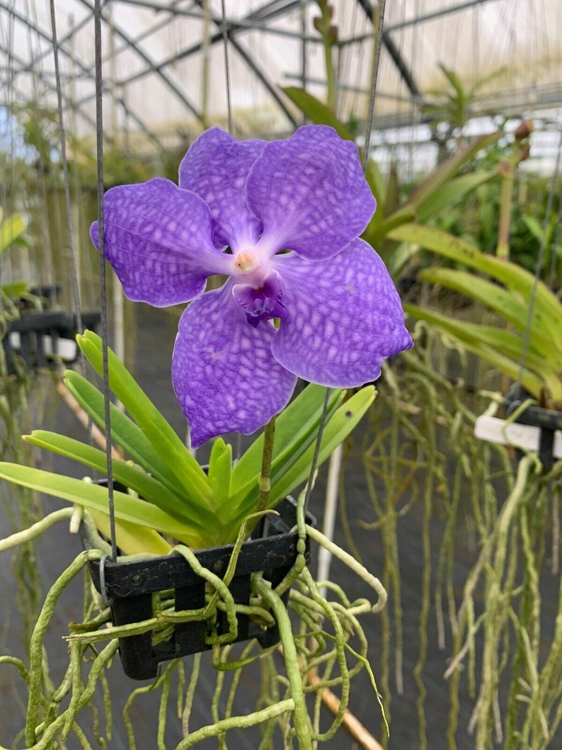 Live Orchid Vanda Flower Plant from Hawaii Exotic Blue/Purple/Pink/Red Flower Free Shipping in a Hanging Basket from Hawaii image 1