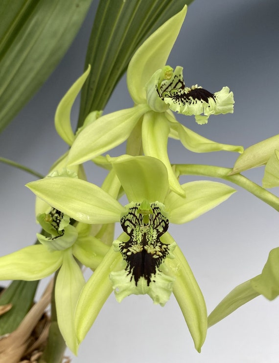 Orquídea Coelogyne Pandurata Orquídea Negra 'División' - Etsy México