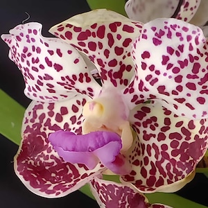 Rare Fragrant Vanda Orchid – Papilionanda Paksorn Fragrance x Kultana Indian Incense – Live Orchid Plant – Exotic Vanda Hybrid Hawai‘i Grown