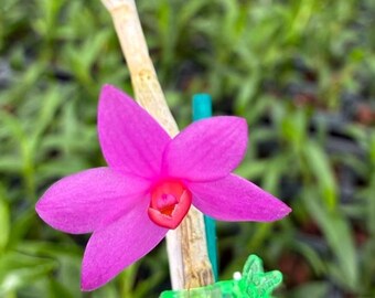 Dendrobium Glomeratum Orchid 2" Pot | Blooming Size