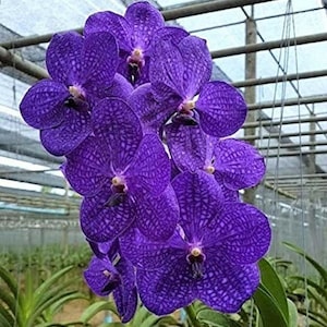 Live Orchid Vanda Flower Plant from Hawaii Exotic Blue/Purple/Pink/Red Flower Free Shipping in a Hanging Basket from Hawaii image 2