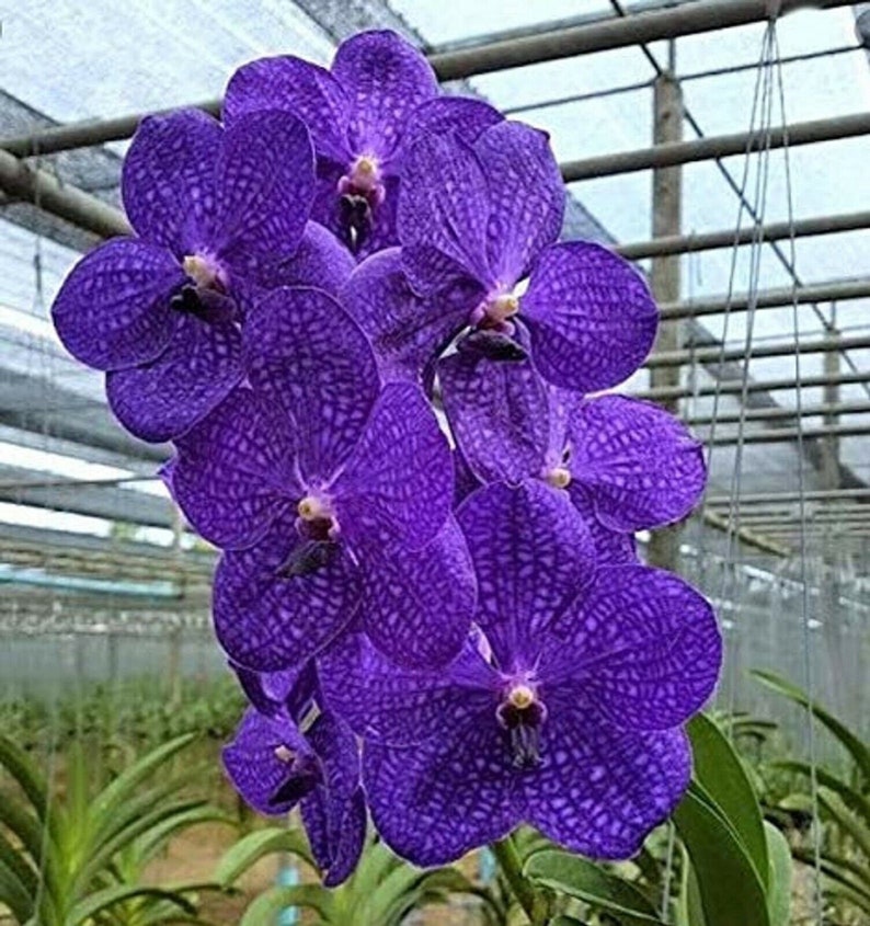 Live Orchid Vanda Flower Plant from Hawaii Exotic Blue/Purple/Pink/Red Flower Free Shipping in a Hanging Basket from Hawaii image 2