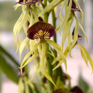 Prosthechea cochleata – Clamshell Orchid – Easy Blooming Species – Live Orchid Plant – Unique Indoor Orchid – Hawai‘i Grown