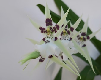 Miltassia Phoenix Rising ‘White Light’ Comes in 4" Pot