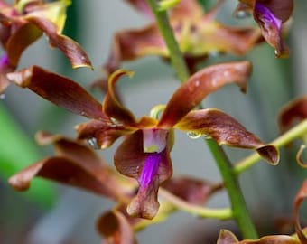 Dendrobium Red Spin Brown Orchid – Live Dendrobium Orchid Plant