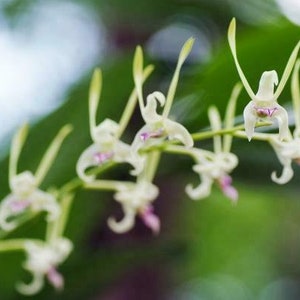 Orchid Dendrobium Antennatum live plants Antelope New Guinea Spikes Fragrant Scent From Hawaii image 3