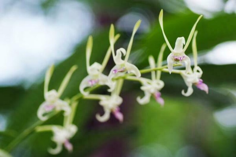 Orchid Dendrobium Antennatum live plants Antelope New Guinea Spikes Fragrant Scent From Hawaii image 3