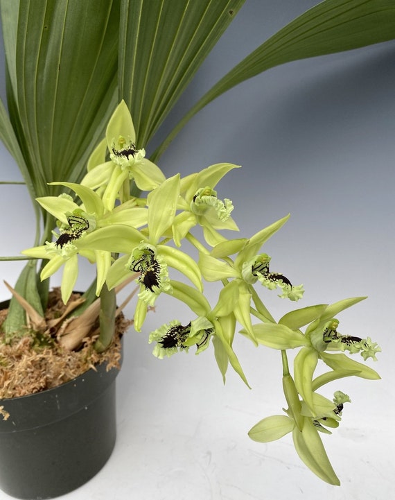 Orquídea Coelogyne Pandurata Orquídea Negra 'División' - Etsy México