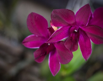 Dendrobium Kratingdaeng Comes in 4" Pot Orchids From Hawaii