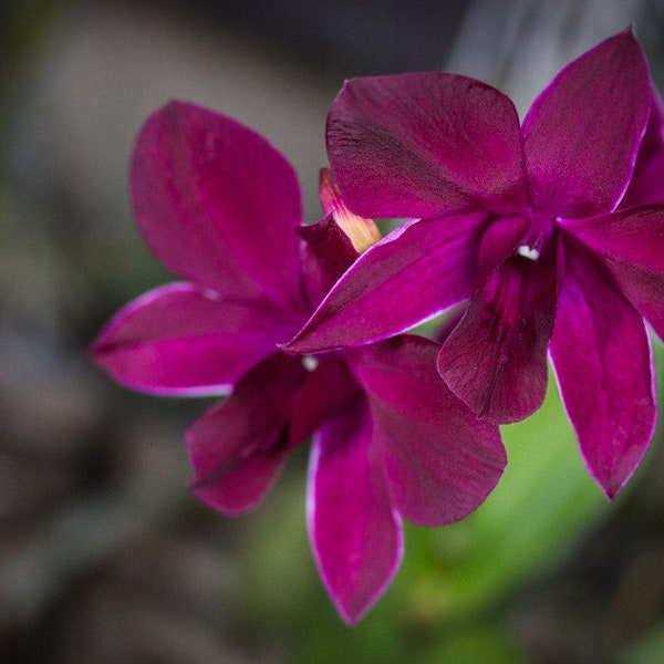 Dendrobium Kratingdaeng Comes in 4" Pot Orchids From Hawaii