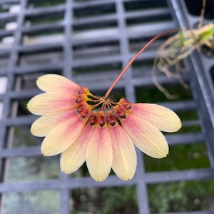 Bulb. Daisy Chain ( Makoyanum x Cumingii ) 4&quot;