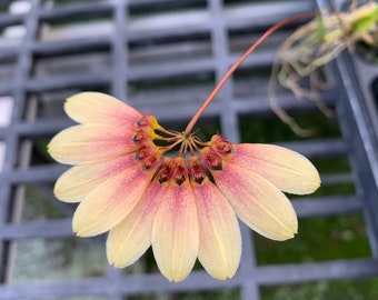 Bulbophyllum Moniliforme Micro Mini Orchid - Etsy