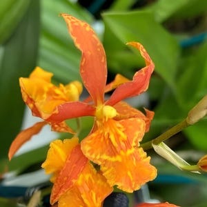 Odontocidium Piquant ‘Stanze’ Comes in 4&quot; Pot