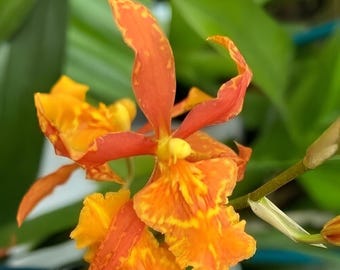 Odontocidium Piquant ‘Stanze’ Comes in 4" Pot