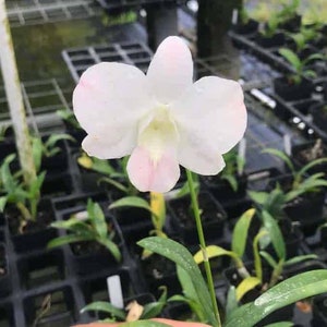 Dendrobium Suree Peach, Blooming Size Orchid, Comes in 4" Pot