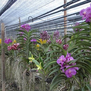 Live Orchid Vanda Flower Plant from Hawaii Exotic Blue/Purple/Pink/Red Flower Free Shipping in a Hanging Basket from Hawaii image 3