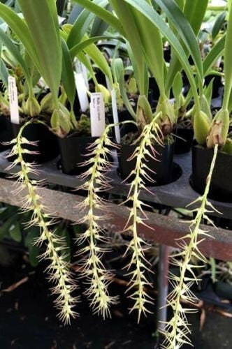 Orchids Bulbophyllum vanvuurenii x Foetidum Live Plants from Hawaii