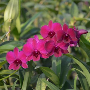 Dendrobium Ladda Red 3&quot; Pot Plants from Hawaii