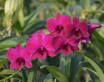 Dendrobium Ladda Red 4" Pot Plants from Hawaii