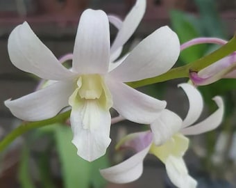 Dendrobium Jaquelyn Thomas ‘Uniwai Mist’ Orchid – White Dendrobium Plant