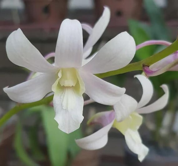 Dendrobium Jaquelyn Thomas 'uniwai Mist' Orchid – White Dendrobium