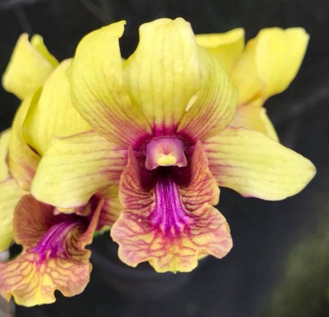 Dendrobium Thongchai Gold X Burana White Etsy