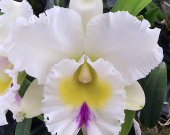 Cattleya Rlc Chomthong Fancy x Rlc Madame Edith Bongo Fragrant Comes in 4" Pot