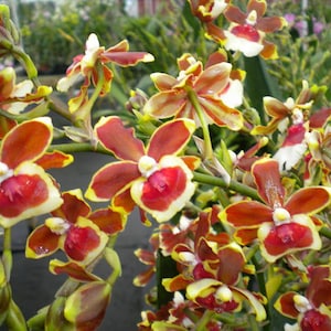 Oncidioda Jimbo Swarm – Cluster Blooming Orchid – Rare Oncidium Alliance Hybrid – Live Orchid Plant – Hawai‘i Grown Orchid