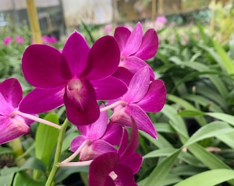 Dendrobium Genting Red Comes in 4" Pot