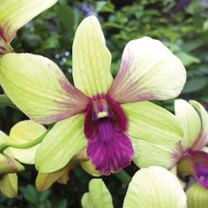 Dendrobium Thongchai Gold 'Viroj' Comes in 4 Pot image 1