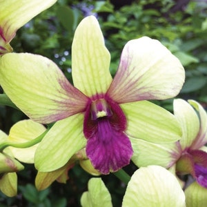 Dendrobium Thongchai Gold 'Viroj' Comes in 4 Pot image 1