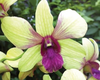 Dendrobium Thongchai Gold 'Viroj' Comes in 4" Pot