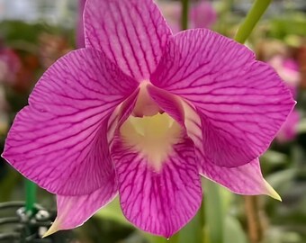 Dendrobium Tanida Pink Stripe Orchid – Live Dendrobium Orchid Plant, Blooming Size