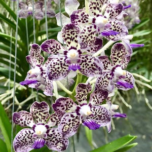 Rare Papilionanda Orchid – Yunnan Smile x Kyra Green – Fragrant Vanda Hybrid – Live Orchid Plant – Exotic Indoor Orchid – Hawai‘i Grown